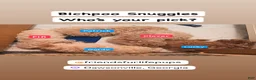 Bichpoo dogs for sale: Lucky - Ad 9