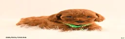 Cavapoo dogs for sale: Irene - Ad 3