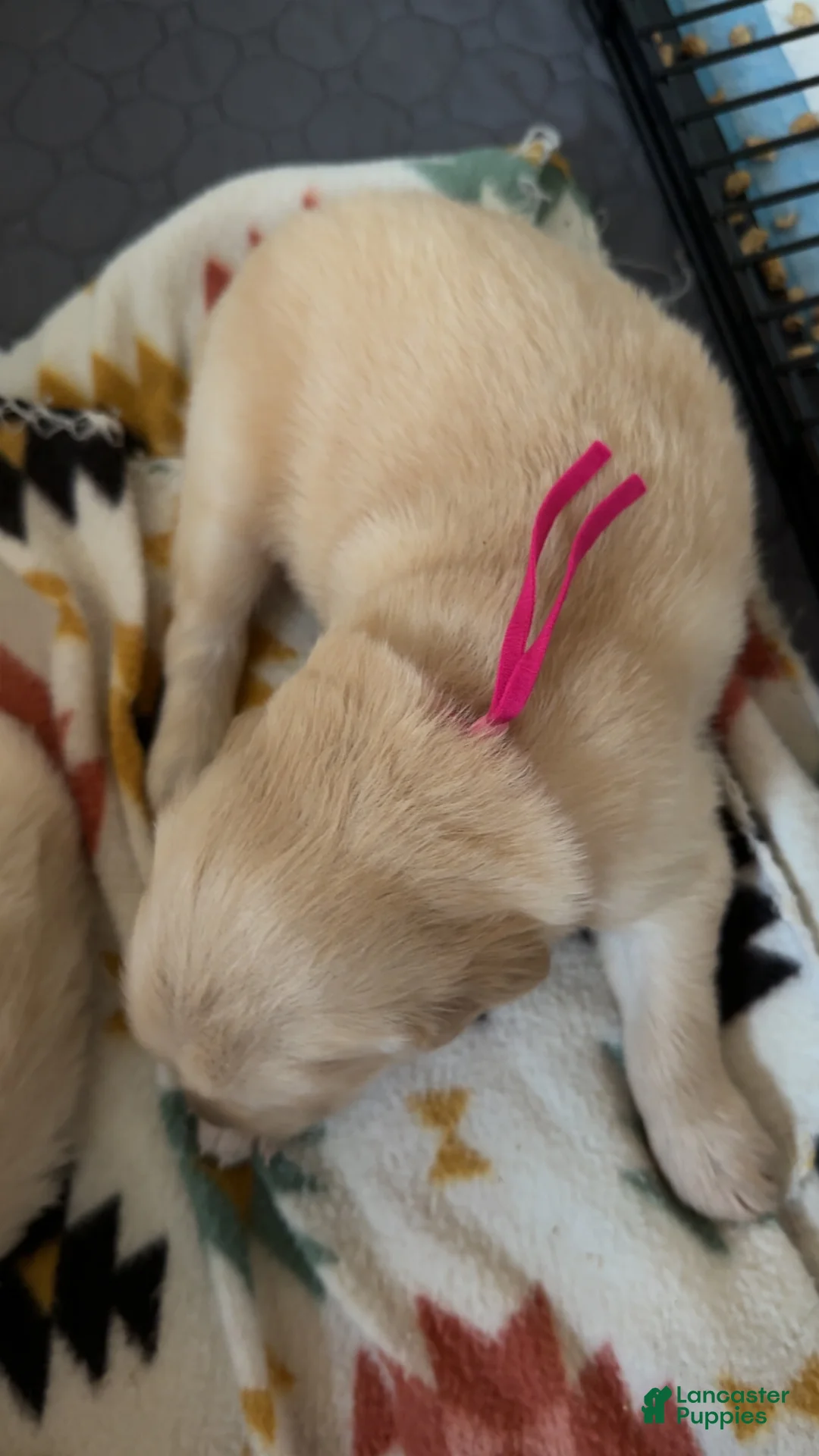 Golden Retriever dogs for sale: Lily (Hot pink Collar) - Ad 2