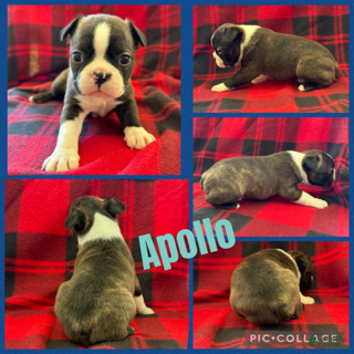 Boston Terrier dogs Apollo - Ad 40