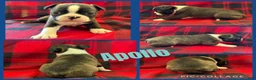Boston Terrier dogs for sale: Apollo - Ad 1