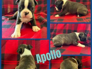 Boston Terrier dogs Apollo - Ad 40