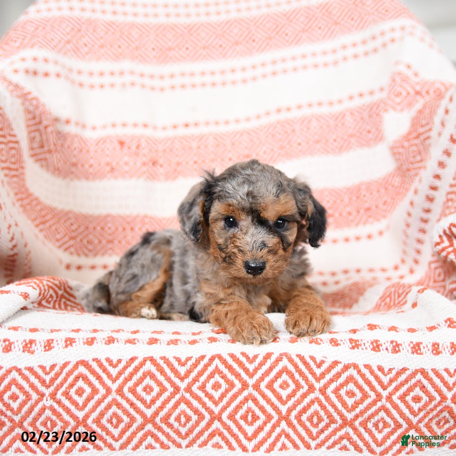 Miniature Poodle dogs for sale: Basil - Ad 1