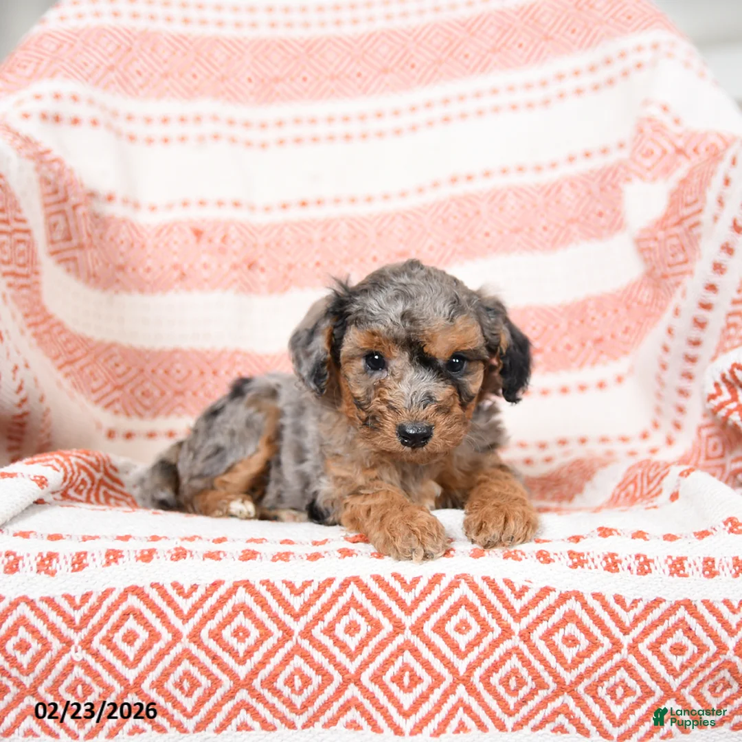 Miniature Poodle dogs for sale: Basil - Ad 1