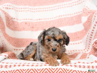 Miniature Poodle dogs for sale: Basil - Ad 1