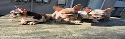 French Bulldog dogs for sale: Clarabelle - Ad 8