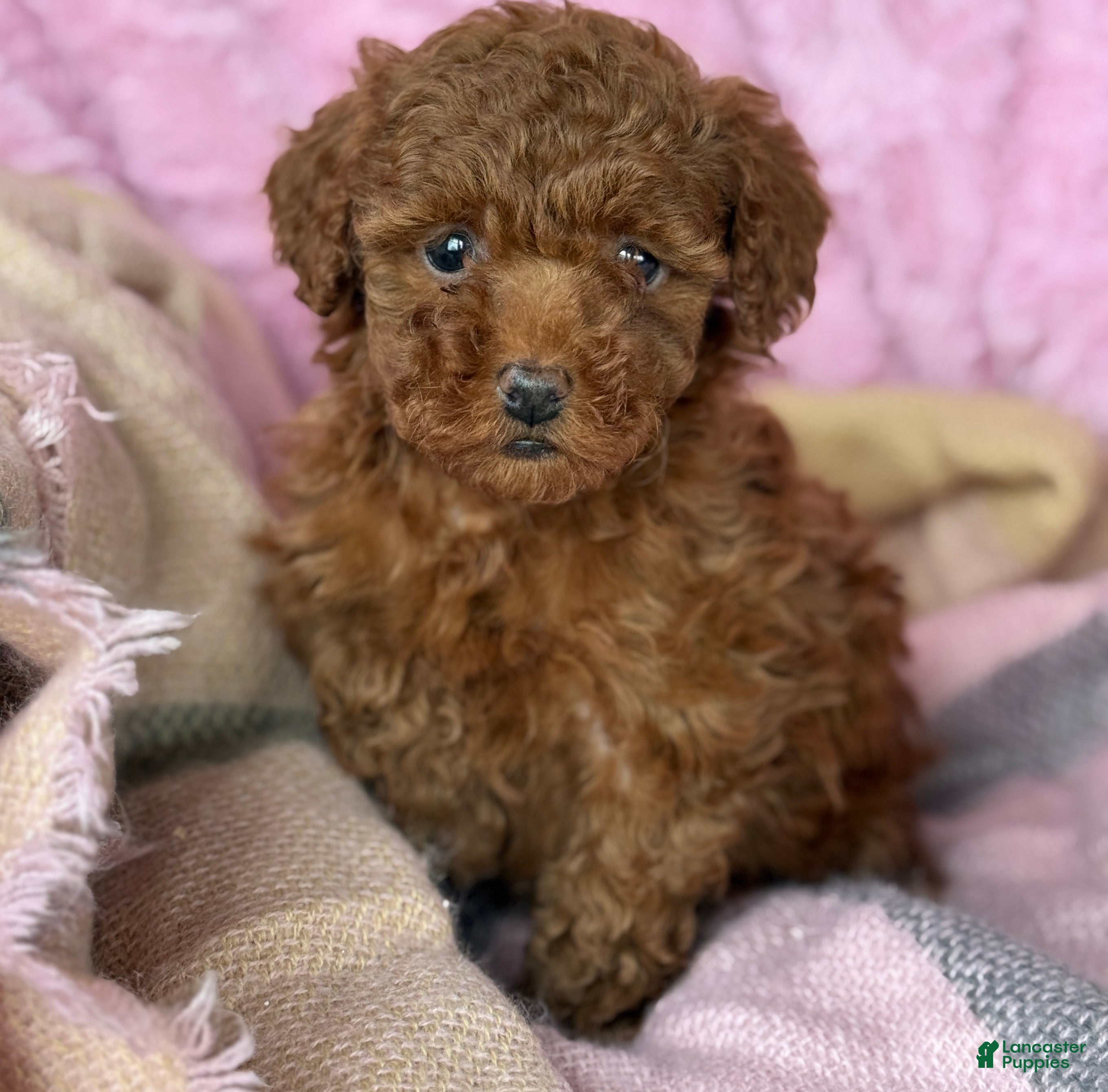 Toy Poodle dogs Nana - Ad 27