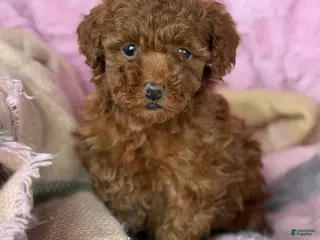 Toy Poodle dogs Nana - Ad 27