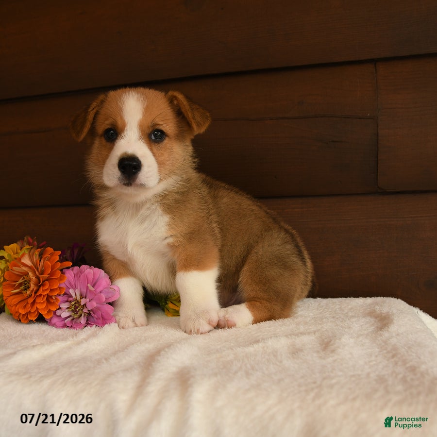 Welsh Corgi Pembroke dogs for sale: Skittles - Ad 1