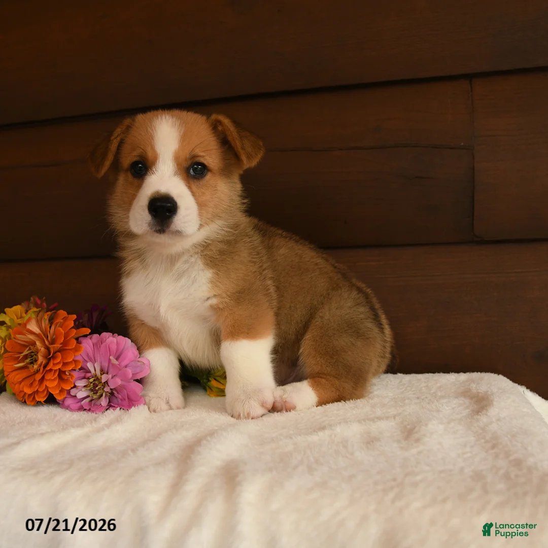 Welsh Corgi Pembroke dogs for sale: Skittles - Ad 1