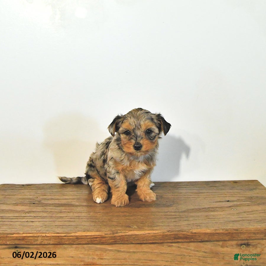 Mixed Breed dogs for sale: Lacey       EXTRA SMALL - Ad 3