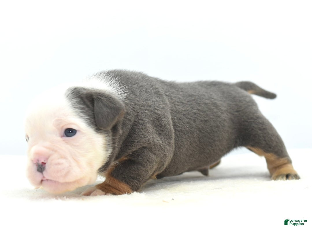 Mixed Breed dogs for sale: Macho blue mini  - Ad 6