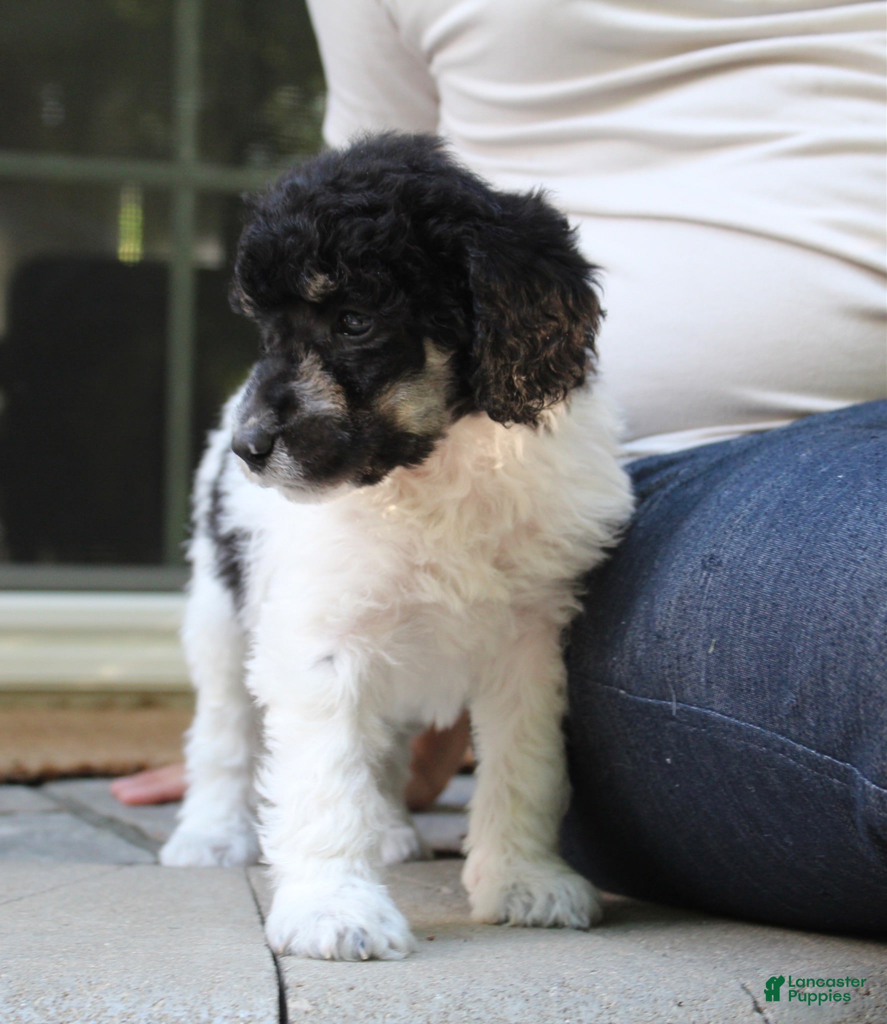 Standard Poodle dogs Sage AKC standard poodle - Ad 2
