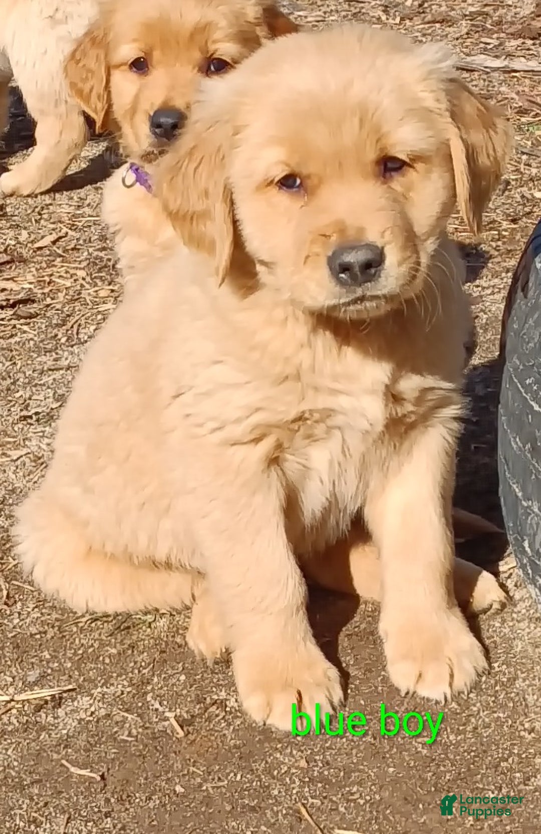 Golden Retriever dogs for sale: Golden Retriever Puppy Blue Boy - Ad 1