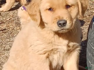 Golden Retriever dogs Golden Retriever Puppy Blue Boy - Ad 6