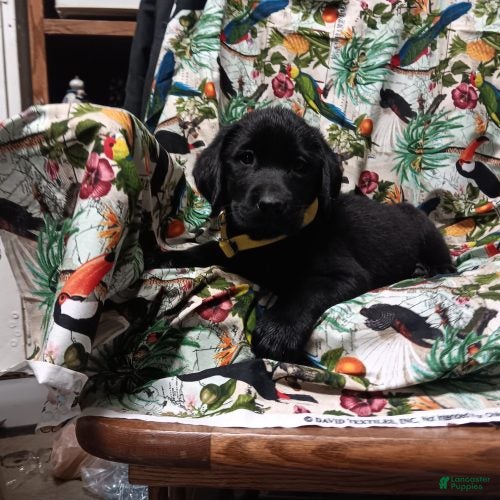 Labrador Retriever dogs Black Lab – Male - Ad 1