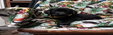 Black Lab – Male