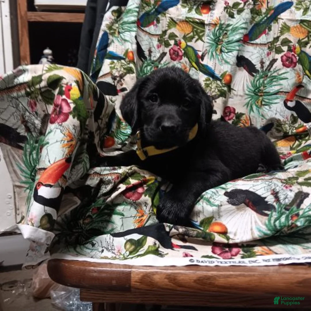 Labrador Retriever dogs for sale: Black Lab – Male - Ad 1