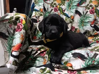 Labrador Retriever dogs Black Lab – Male - Ad 1