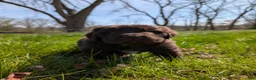 Newfoundland dogs for sale: Harper - Ad 14