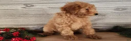 Mini Goldendoodle dogs for sale: Indy - Ad 6