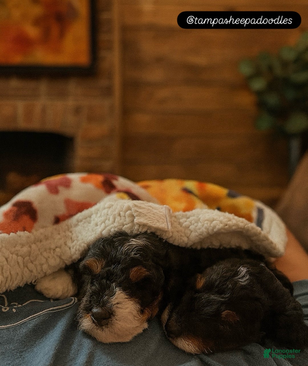 Mini Sheepadoodle dogs for sale: Red-Peppermint - Ad 15