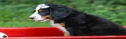 Bernese Mountain Dog dogs for sale: SOPHIE - Ad 8