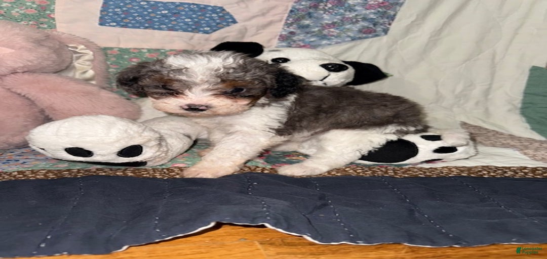 Gallery Image {{count}}