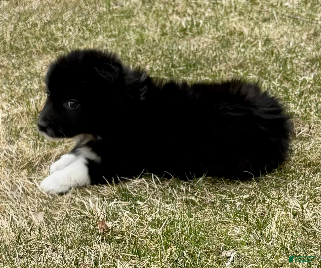 Australian Shepherd dogs for sale: Miniature Australian Shepherd Puppy 1 - Ad 5