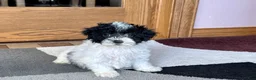 Havapoo dogs for sale: Norm - Ad 2