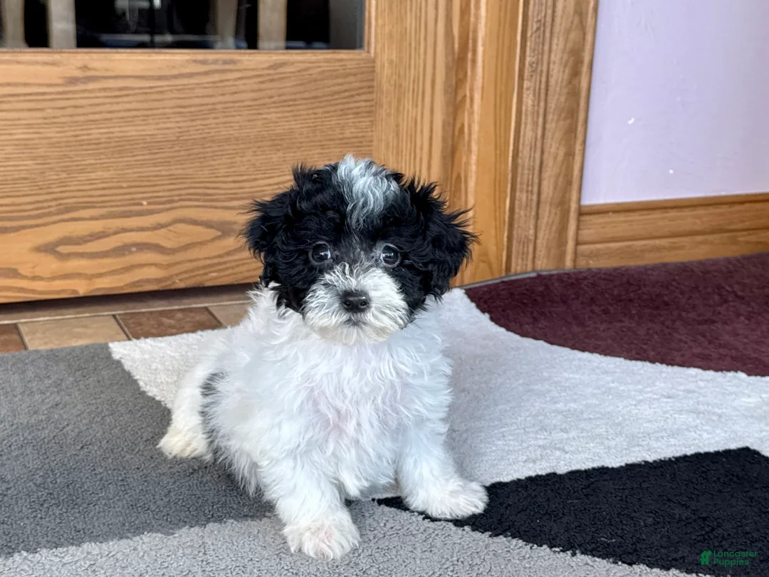 Havapoo dogs for sale: Norm - Ad 2