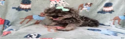 Miniature Schnauzer dogs for sale: Piper - Ad 8