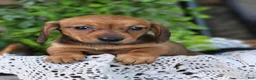Miniature Dachshund dogs for sale: Butterscotch 💞 - Ad 7