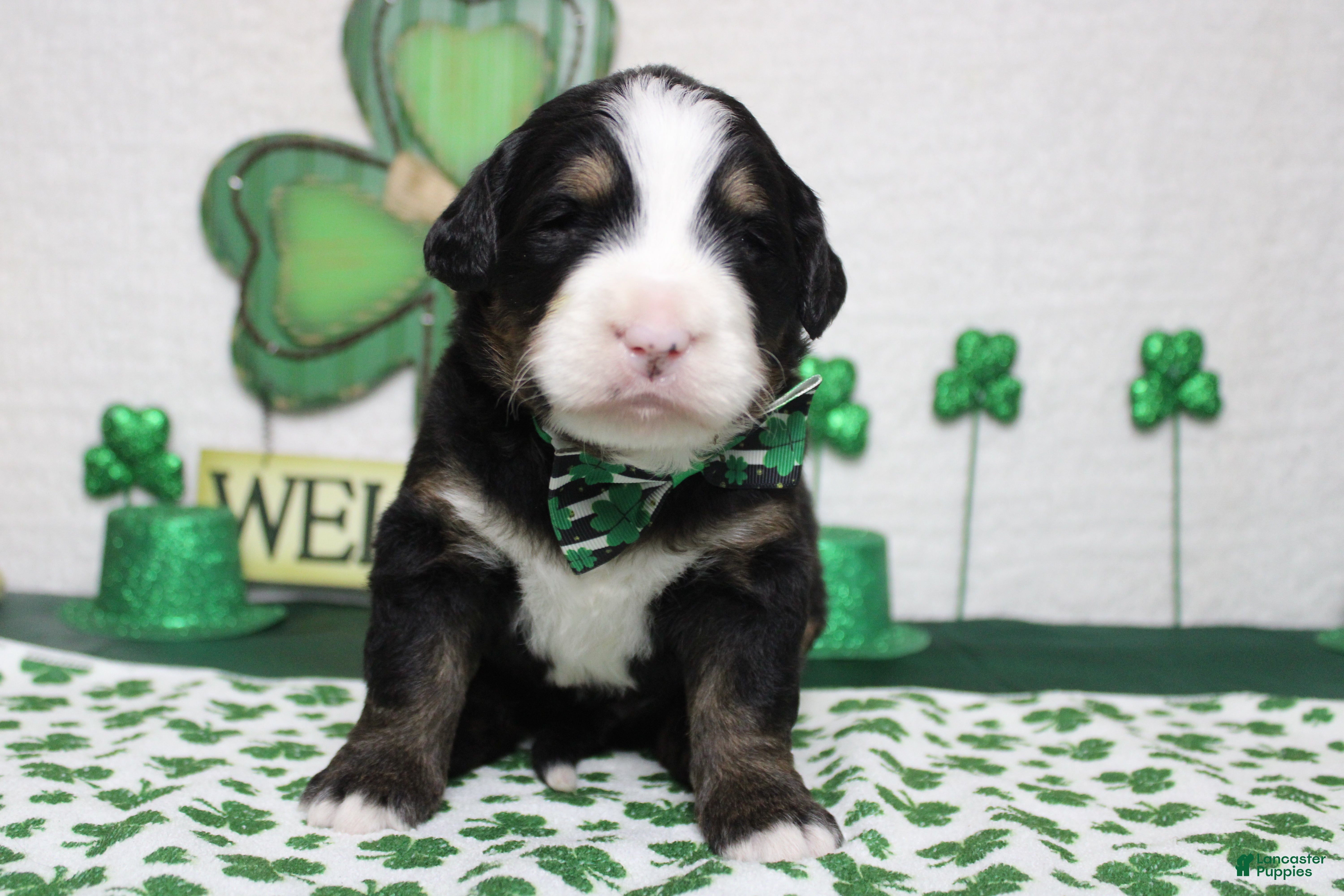 Bernese Mountain Dog dogs Brutus  - Ad 16