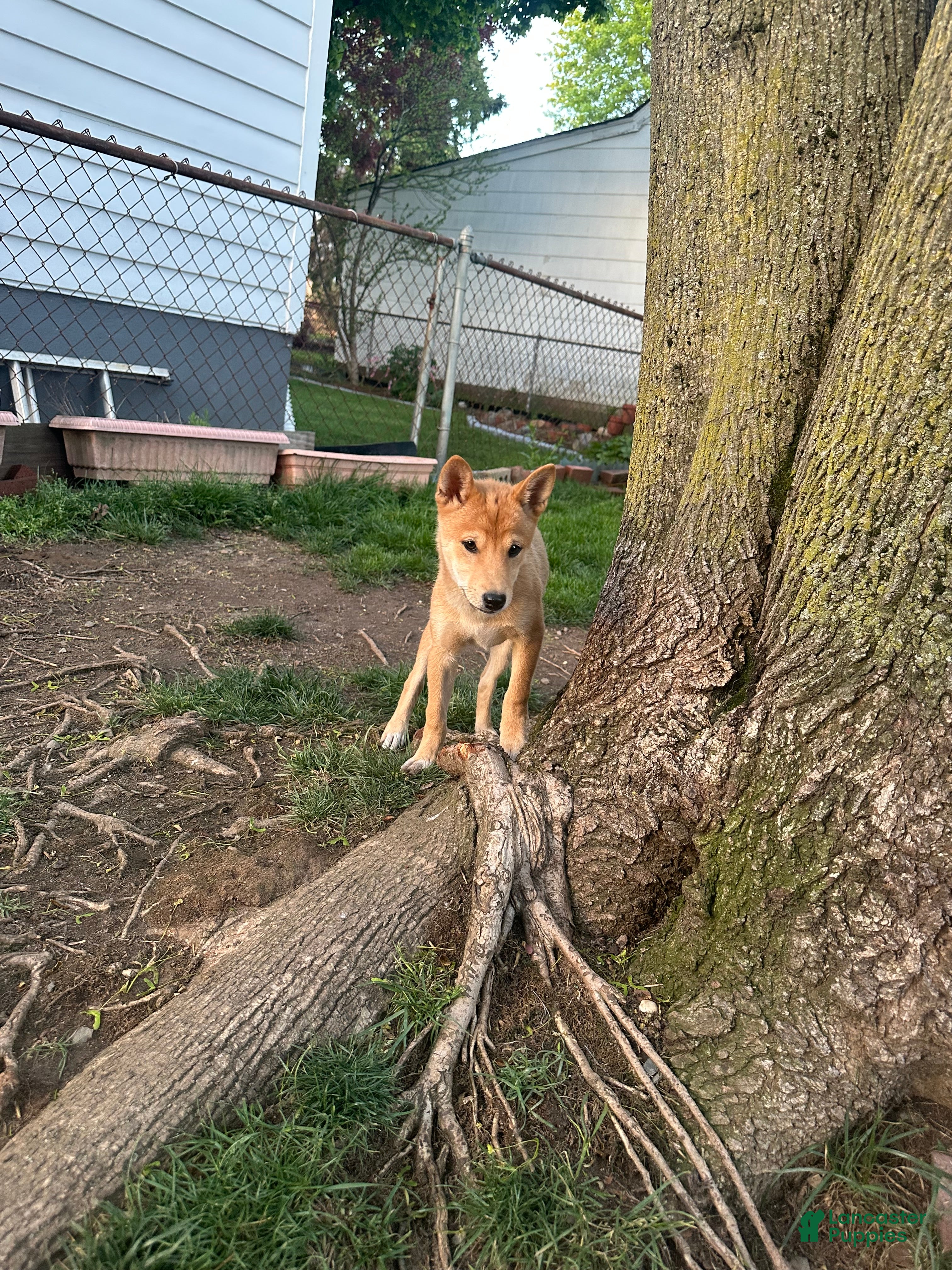 Shiba Inu dogs Rocky - Ad 1