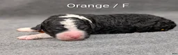 Sheepadoodle dogs for sale: Orange Collar - Ad 3