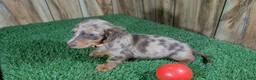 Miniature Dachshund dogs for sale: Sweetie Boy 2 - Ad 3