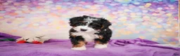 Mini Bernedoodle dogs for sale: Stella - Ad 8