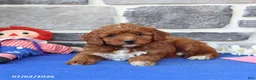 Cavapoo dogs for sale: Rita - Ad 3
