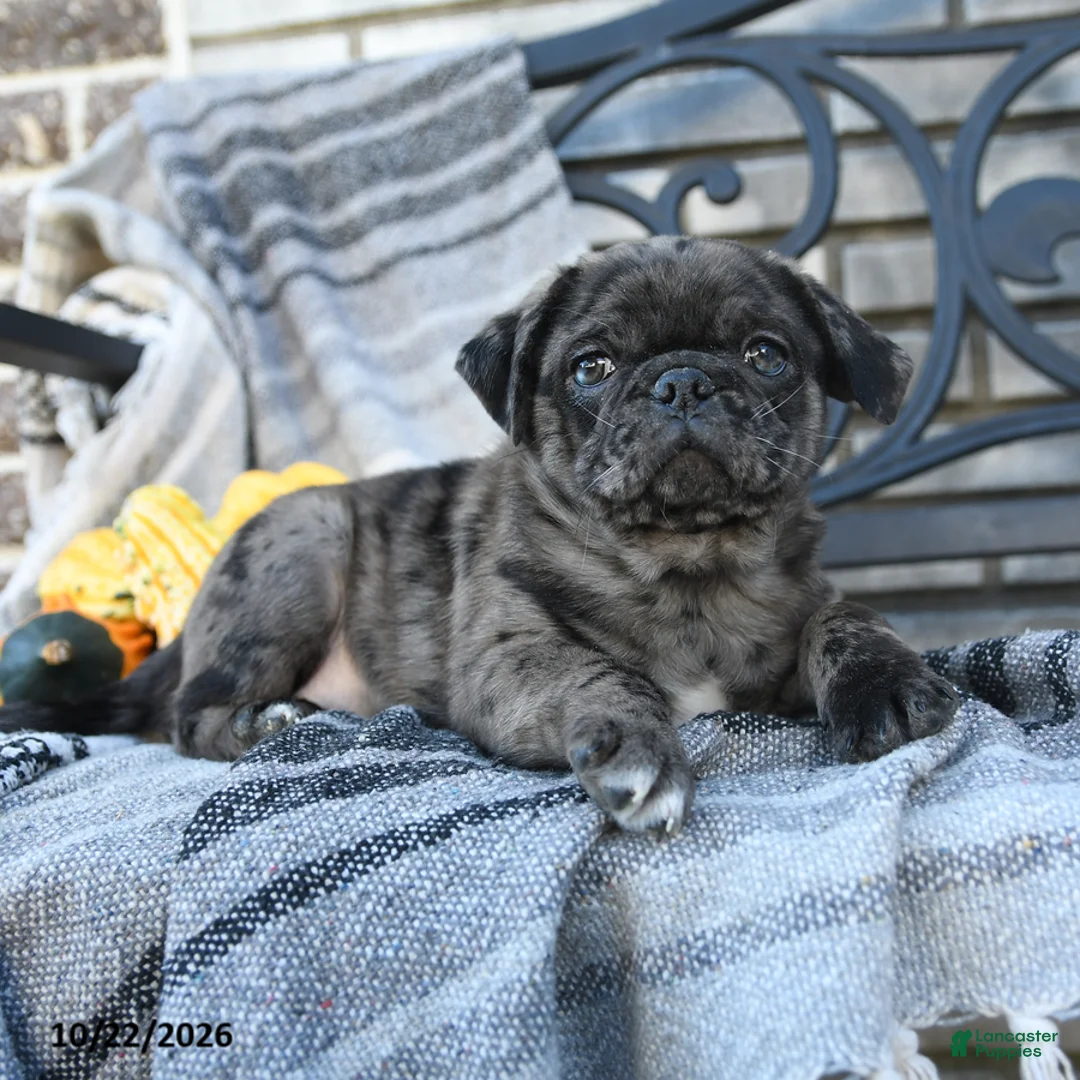 Pug dogs for sale: Countess Crumpet - Ad 3