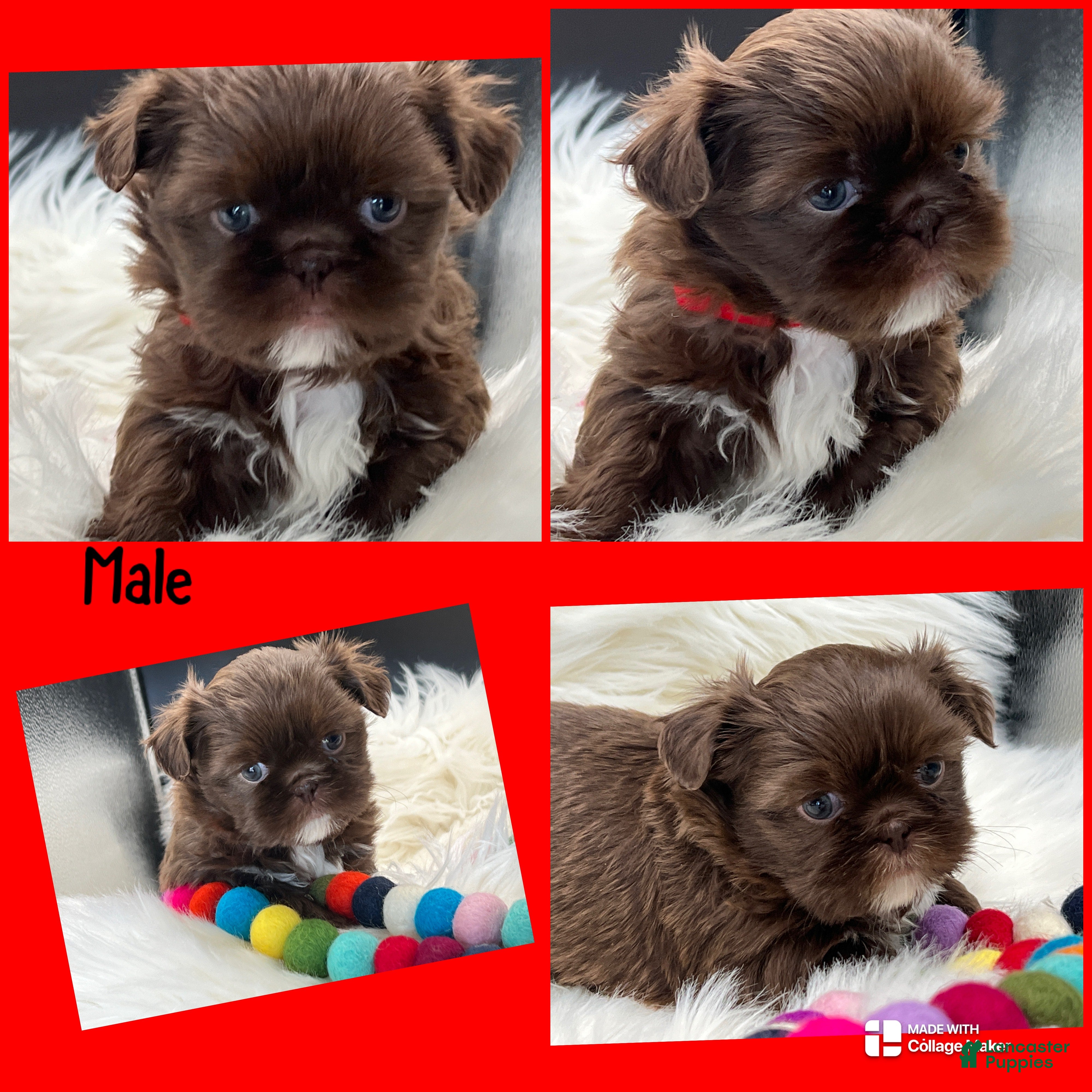 Shih Tzu dogs Red - Ad 5
