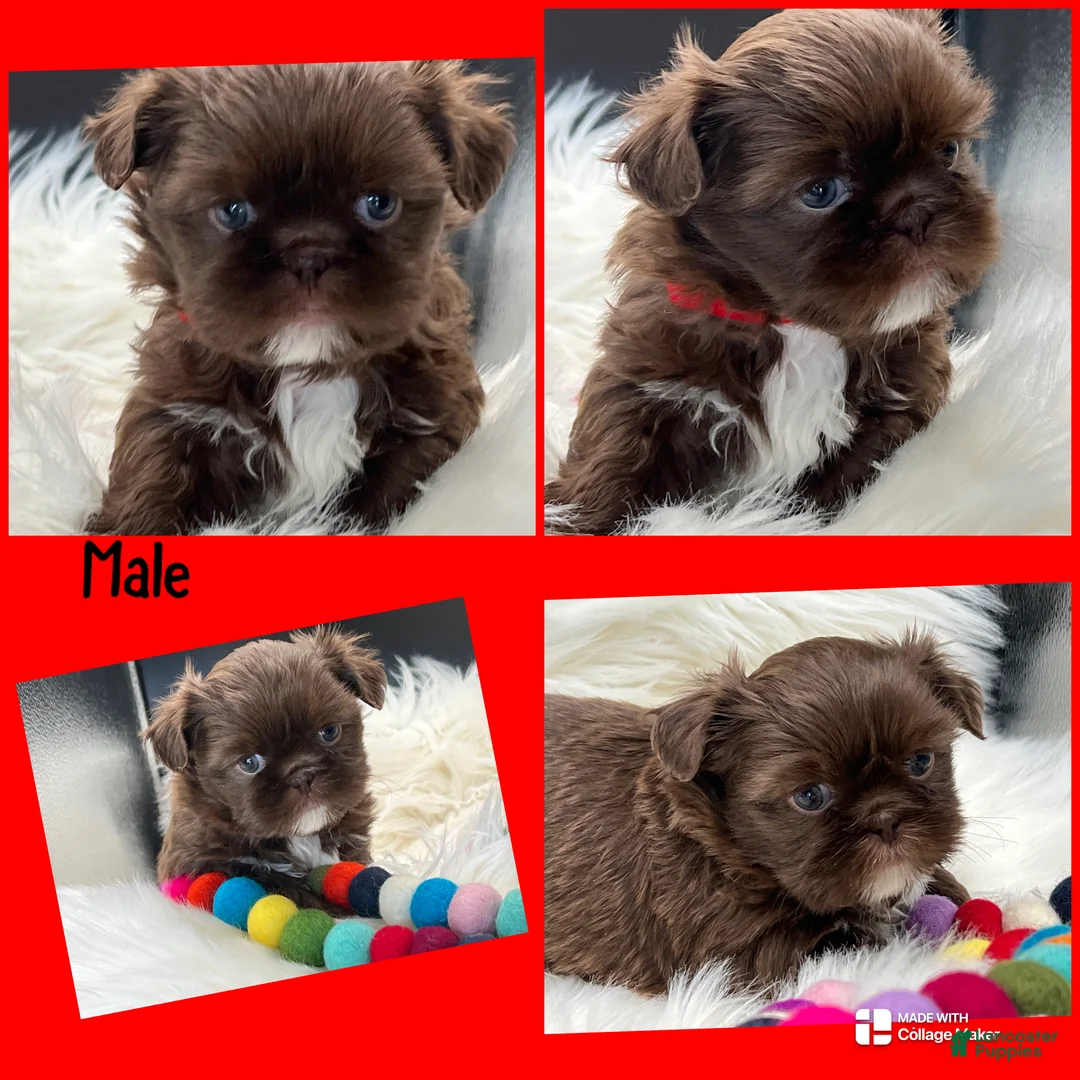 Shih Tzu dogs for sale: Red - Ad 1