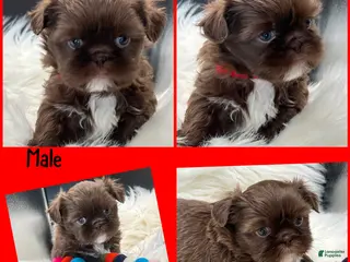 Shih Tzu dogs Red - Ad 5