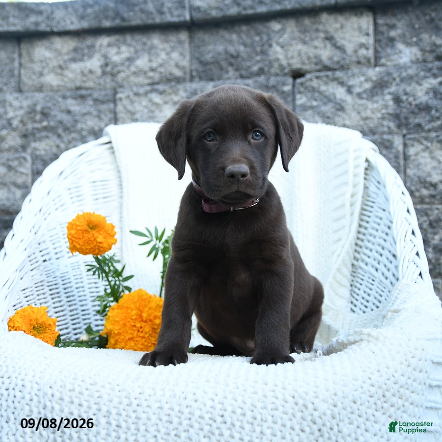 Labrador Retriever dogs Max - Ad 1