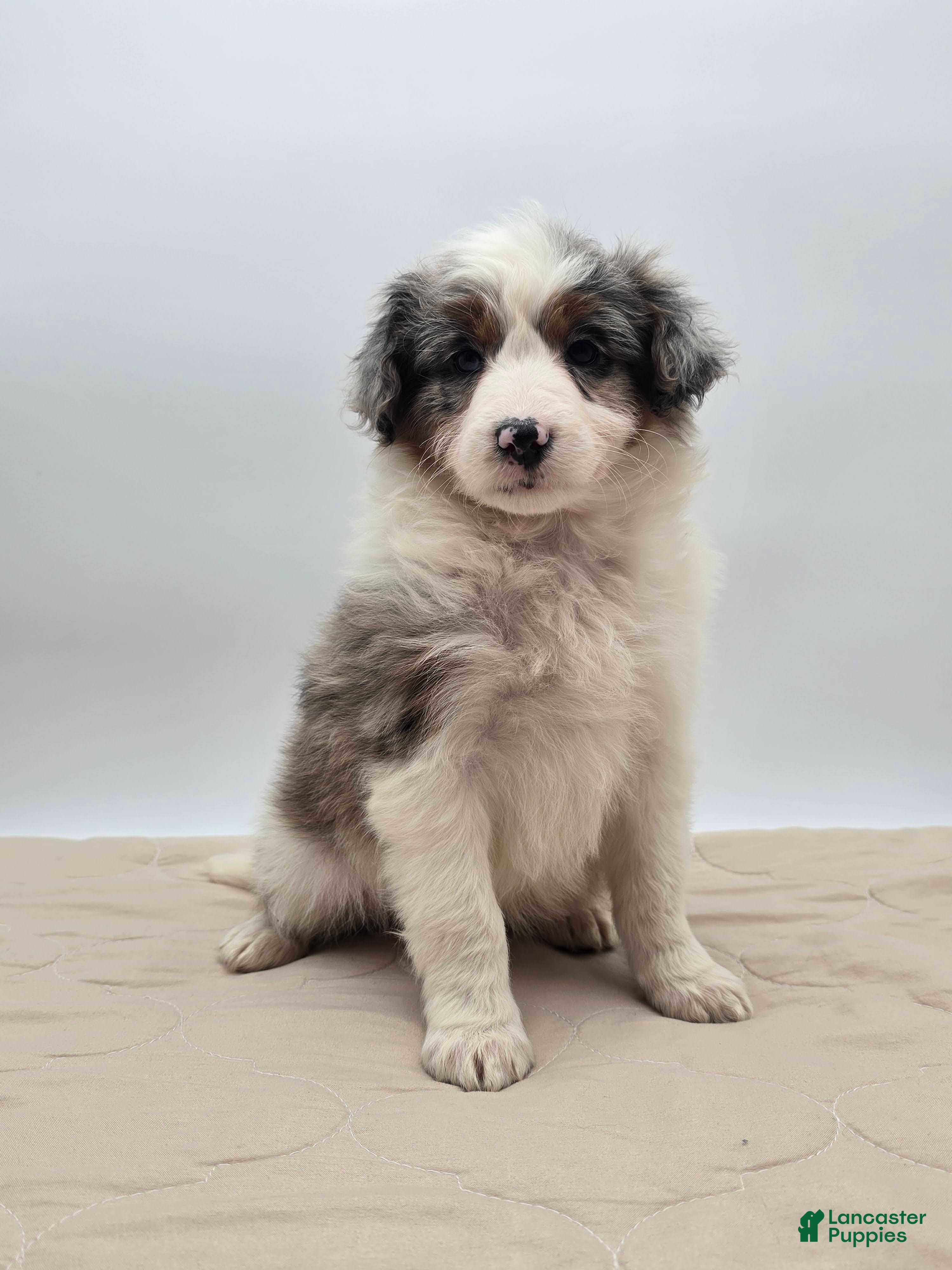 Aussiedoodle dogs Oakley - Ad 1
