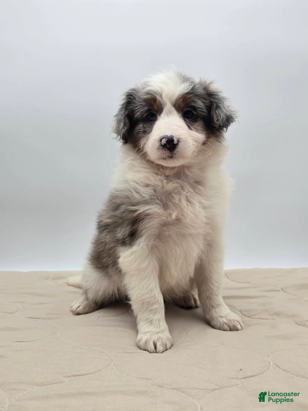 Aussiedoodle dogs for sale: Oakley - Ad 3