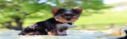 Yorkshire Terrier dogs for sale: Bolt - Ad 6