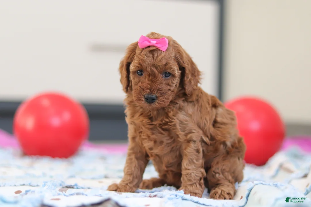 Cavapoo dogs for sale: Lacy - Ad 2