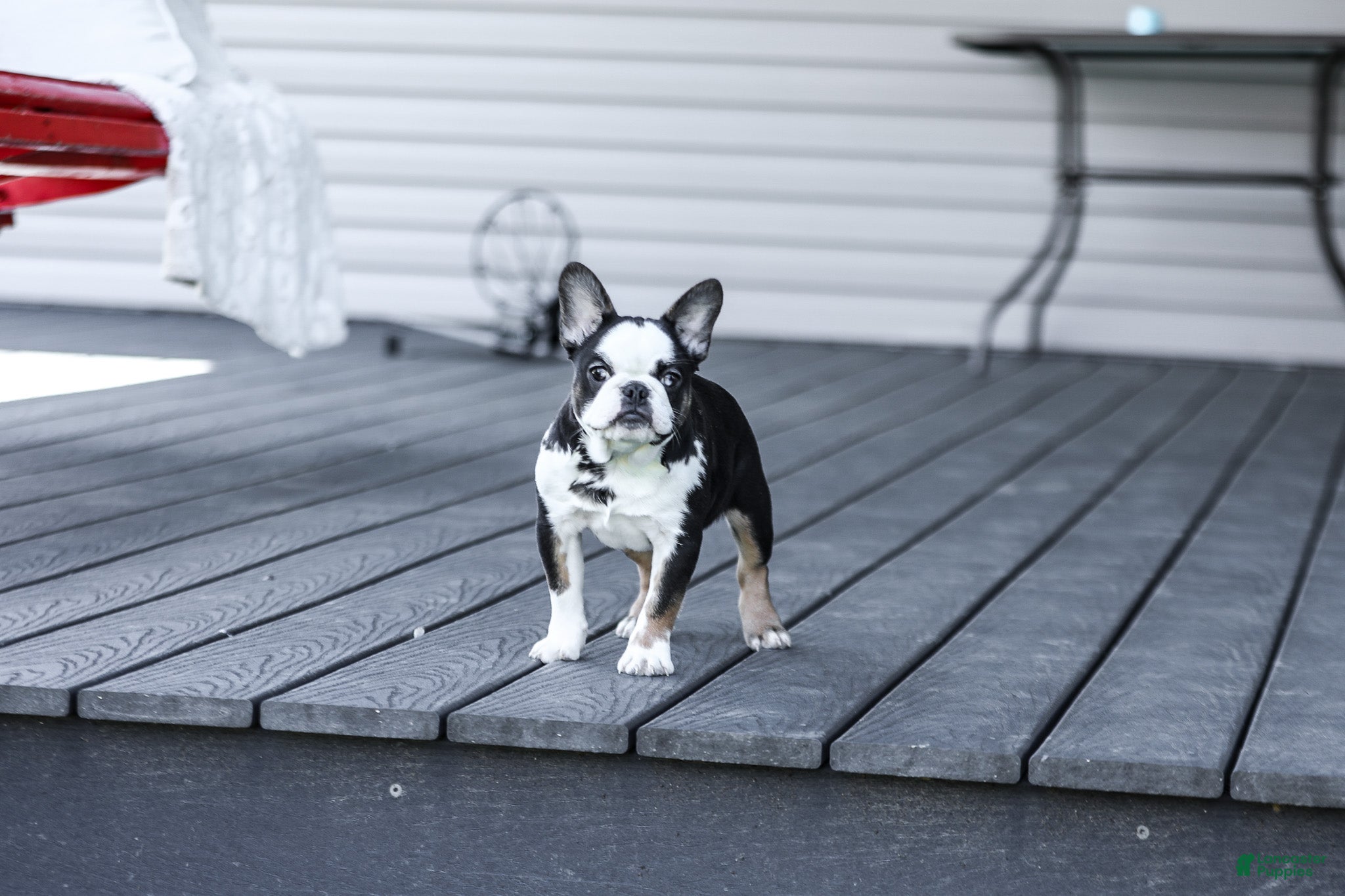 French Bulldog dogs for sale: Sheba - Ad 12