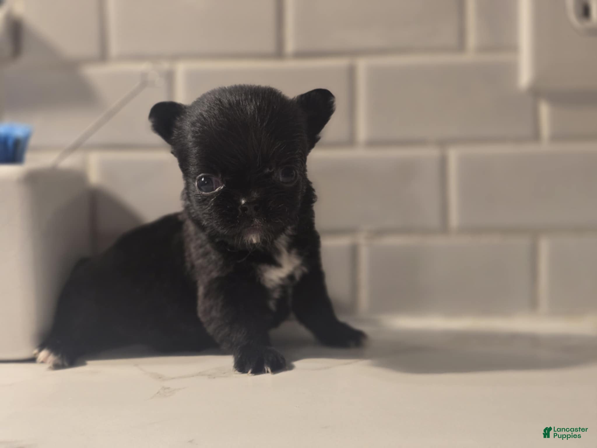 Chihuahua dogs lady - Ad 2